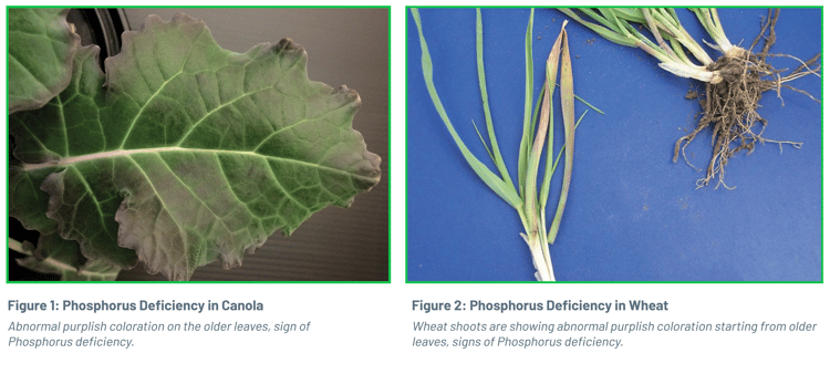 Phosphorus deficiency 