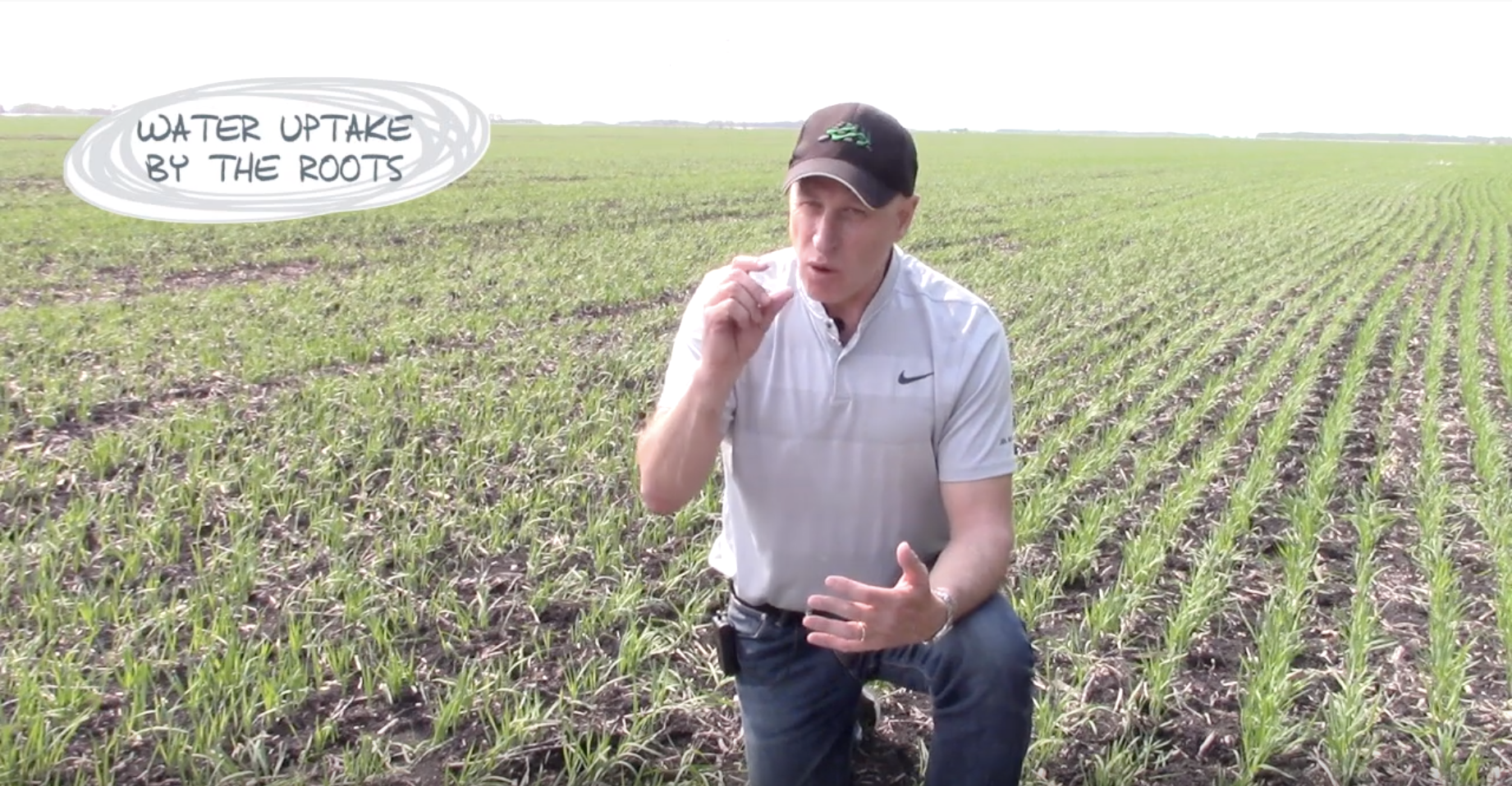 Four ways plant nutrition helps deal with early season moisture stress