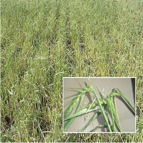 How plant nutrition can help your crop bounce back after a hail event