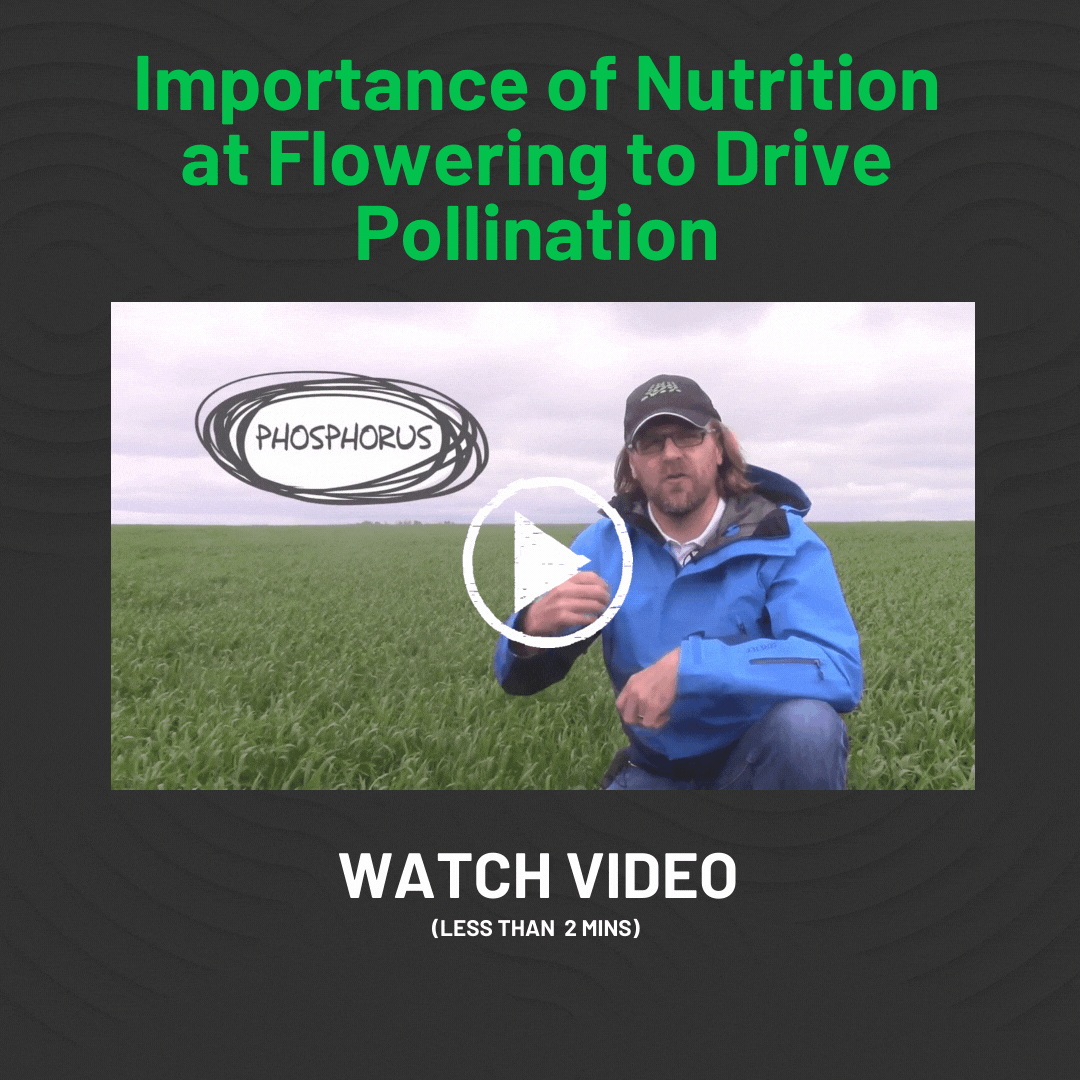 How to Drive Pollination with Plant Nutrition