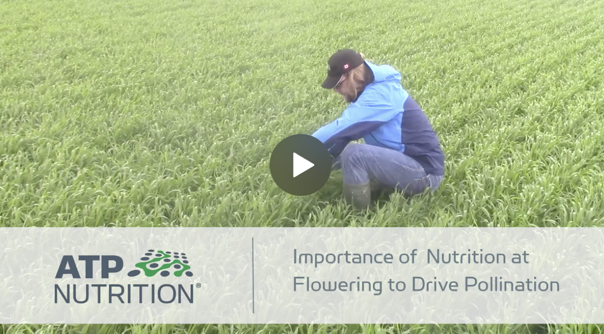 Importance of Nutrition at Flowering
