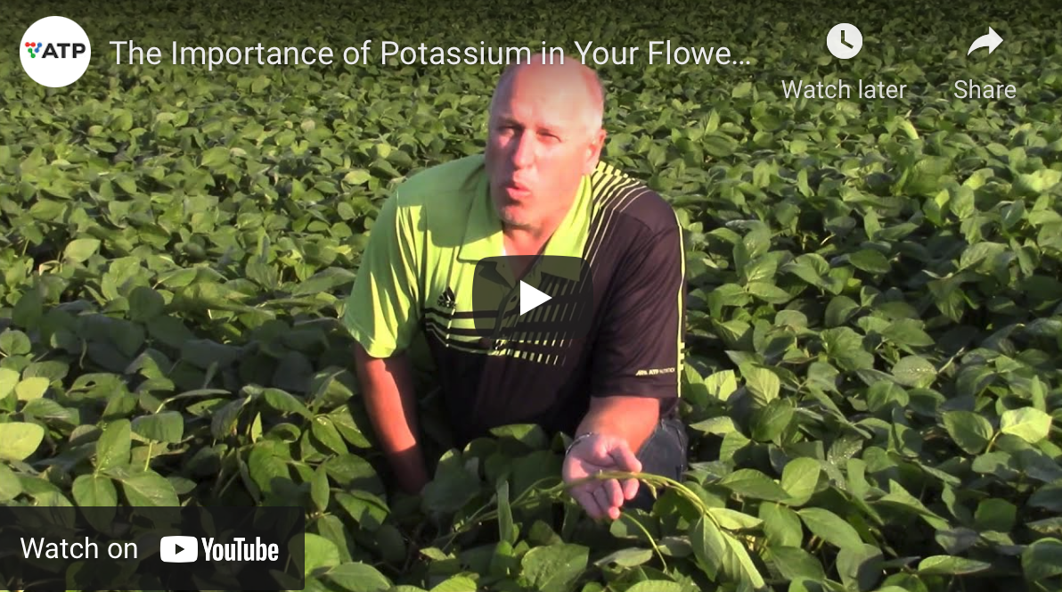 Importance of Potassium at Flowering
