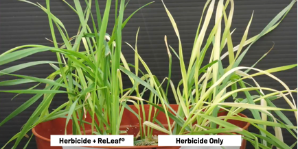 Save your crop from a “Herbicide Hangover”